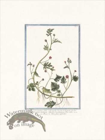 Bonelli 053 flowering maple.